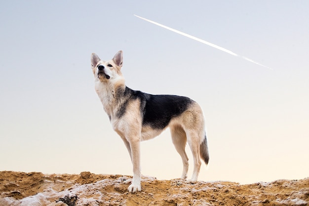 Portret van husky hond staande op een weide camera kijken.
