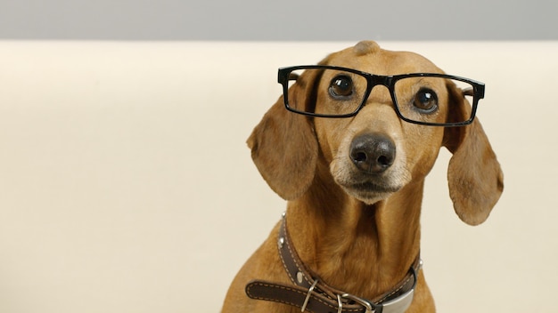 Portret van intelligente teckelhond in een zwarte bril Grappig huisdier thuis