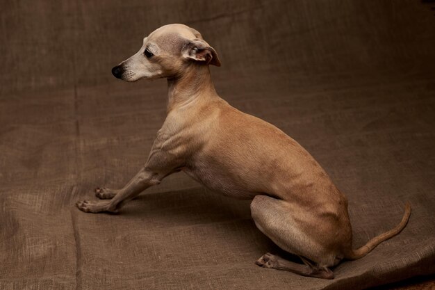 Portret van Italiaanse Greyhound mannelijke hond poseren geïsoleerd op beige studio achtergrond