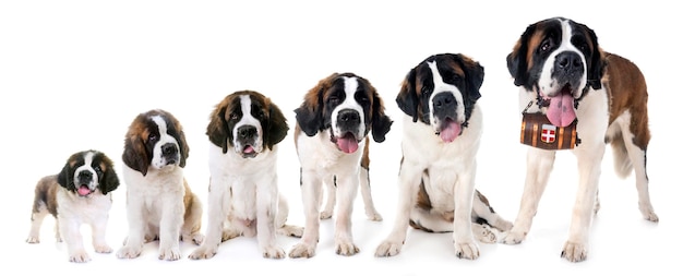 Portret van Jack Russell Terriers met hun tong uitgestoken op een witte achtergrond