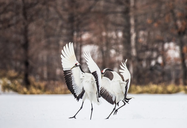 Portret van Japanse kraanvogels in aard