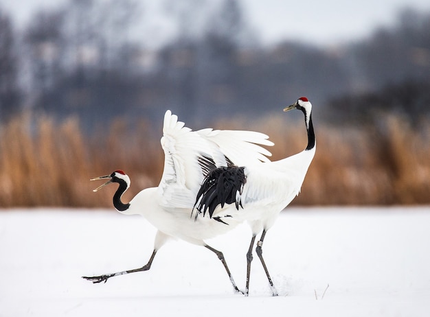 Portret van japanse kraanvogels in aard