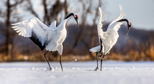 Portret van Japanse kraanvogels in aard