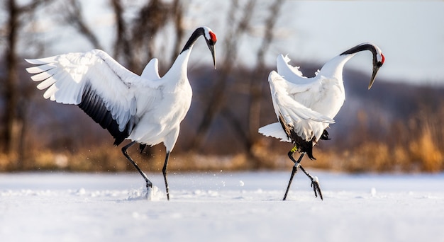 Portret van Japanse kraanvogels in aard