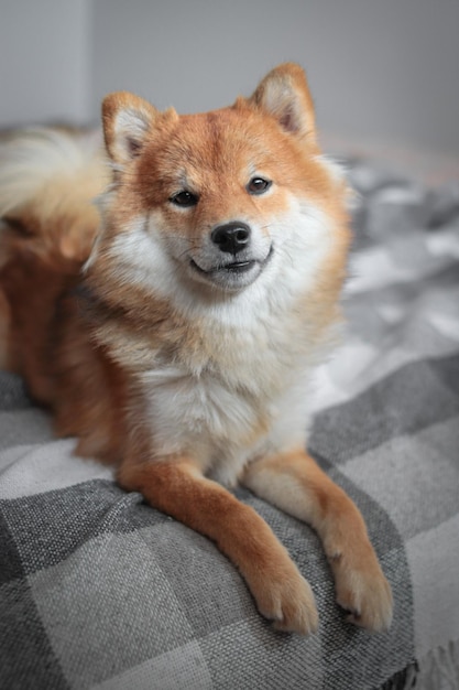 Portret van Japanse pluizige shiba inu-hond. Vrolijke en lachende hond ligt op het bed.