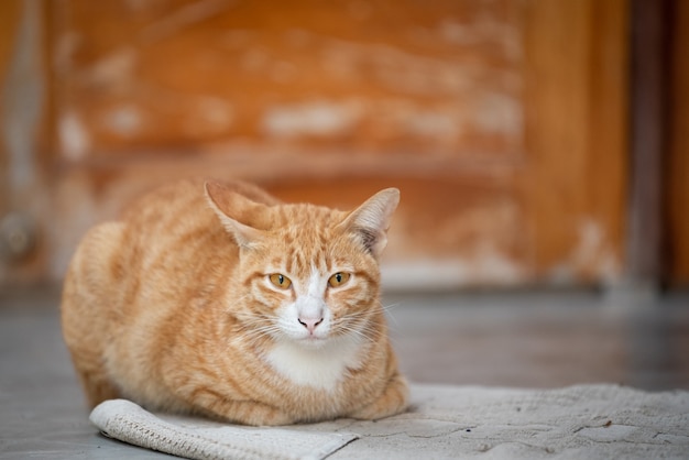 Portret van jonge Ginger Cat.