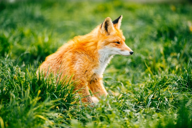 Portret van jonge kleine rode voszitting op groen gras