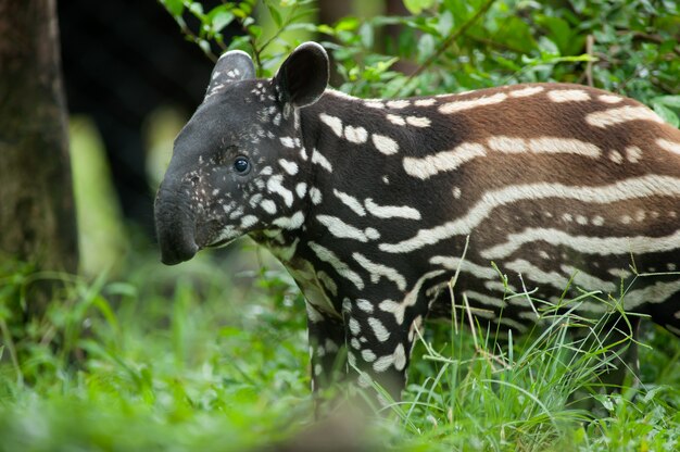 Portret van jonge tapir (tapirus indicus)