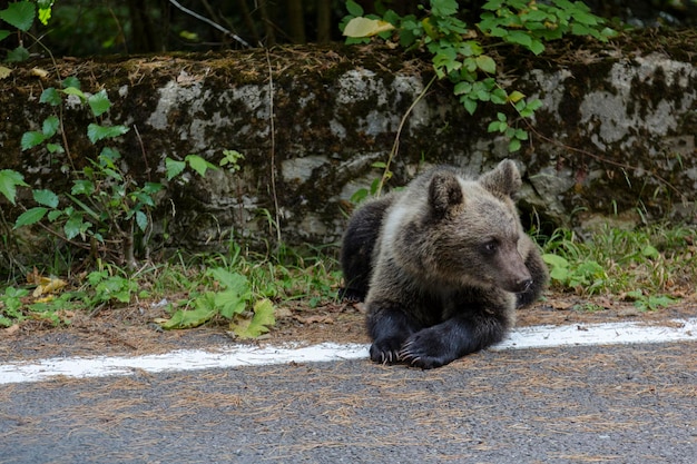 Portret van jonge wilde beer ligt in de buurt van de Transfagaras-weg Roemenië