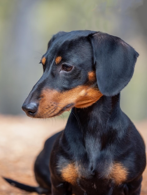 Portret van jonge zwarte kortharige teckel Ministura Duitse rasechte hond buitenshuis