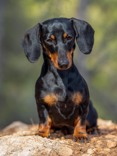 Portret van jonge zwarte kortharige teckel Ministura Duitse rasechte hond buitenshuis