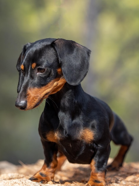 Portret van jonge zwarte kortharige teckel Ministura Duitse rasechte hond