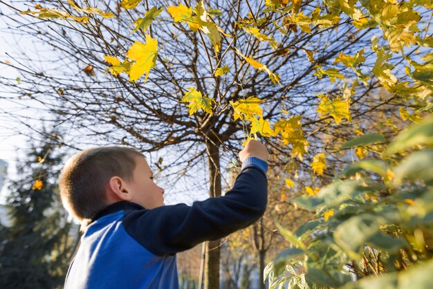 Portret van jongenskind in zonnig de herfstpark, achtergrondesdoornboom