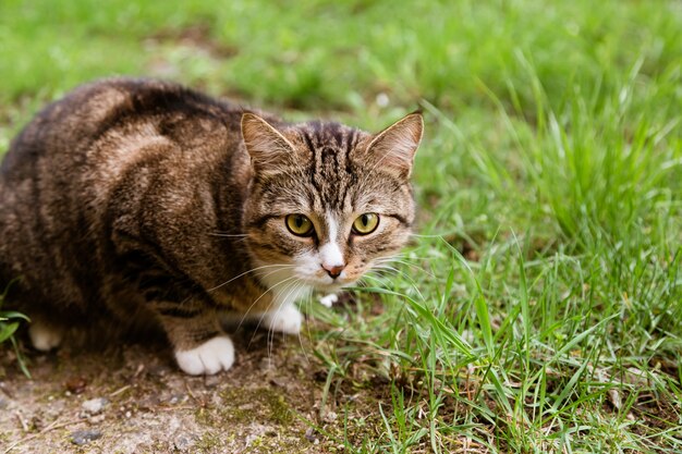 Portret van kat het kijken