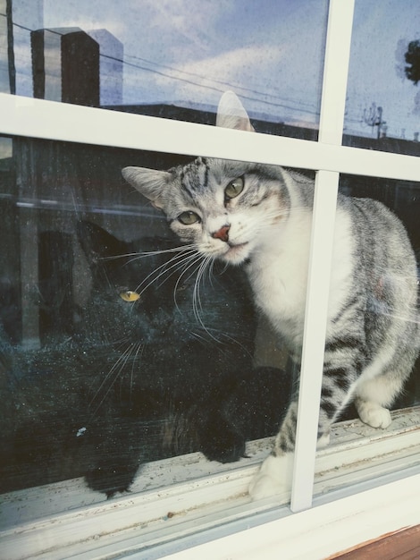 Portret van katten achter een raam