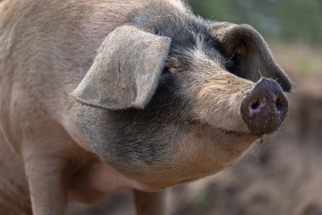 Foto portret van keltisch varken tijdens een wandeling