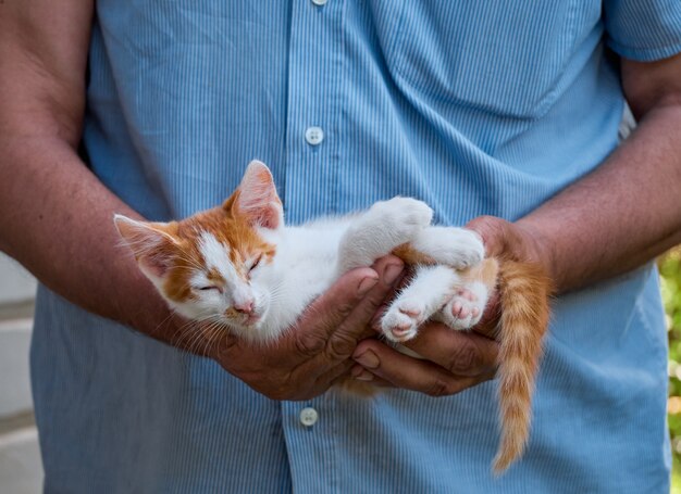 Portret van kitten in de handen.