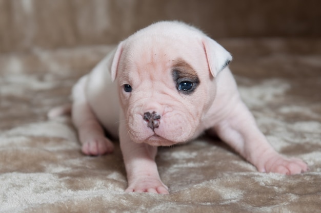 Portret van kleine Amerikaanse Bulldog-puppy