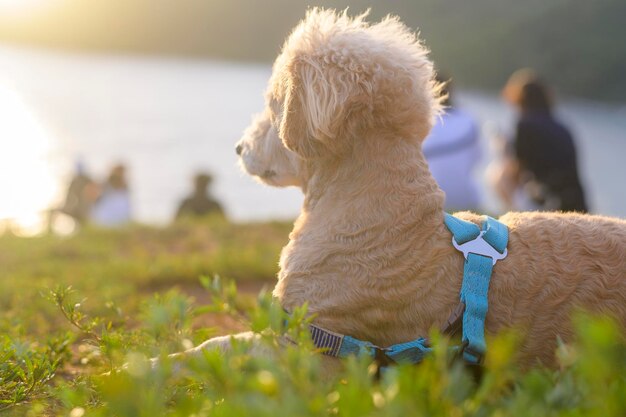 Portret van kleine hond aan de kust tijdens zonsondergang