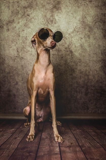 Portret van kleine Italiaanse windhondhond