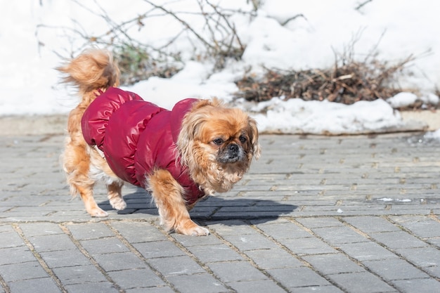 Portret van kleine Pekingese hond