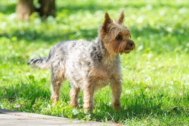 Portret van kleine puppy in het veld