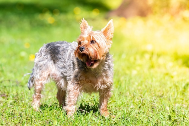 Portret van kleine puppy in het veld