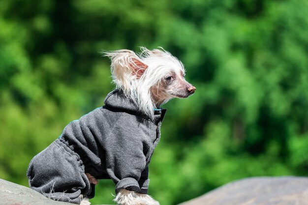 Portret van kleine puppy in het veld