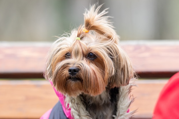 Portret van kleine puppy op de bank