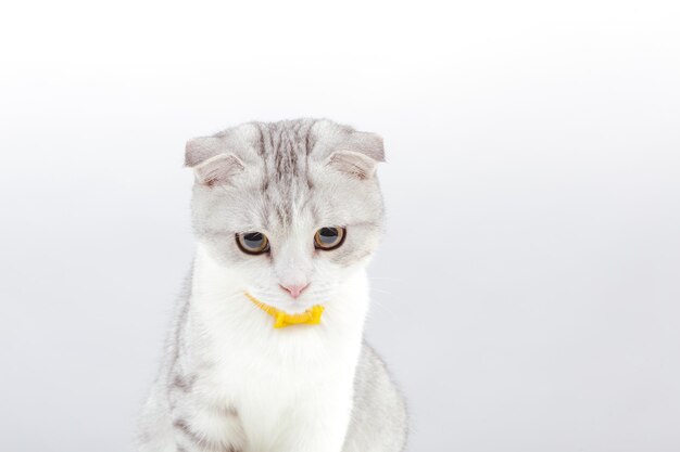 Foto portret van kleine schattige kat op de witte achtergrond scottish fold tabby kitten met grappige gele ogen