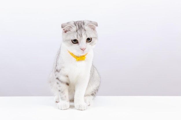 Portret van kleine schattige kat op de witte achtergrond Scottish fold tabby kitten