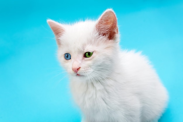 Portret van kleine witte kitten met blauwe en groene ogen op blauw