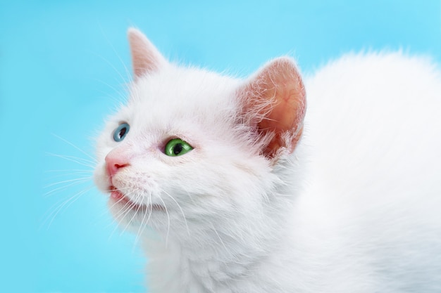 Portret van kleine witte kitten met blauwe en groene ogen op blauwe achtergrond