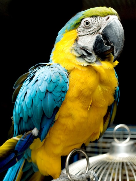 Portret van kleurrijke papegaai zittend op de kooi