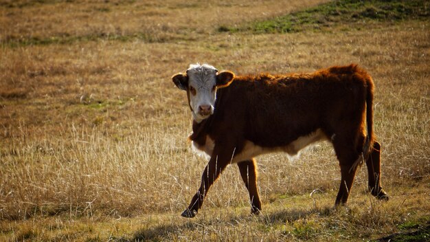 Portret van koeien op het veld