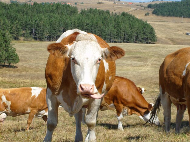 Portret van koeien op het veld