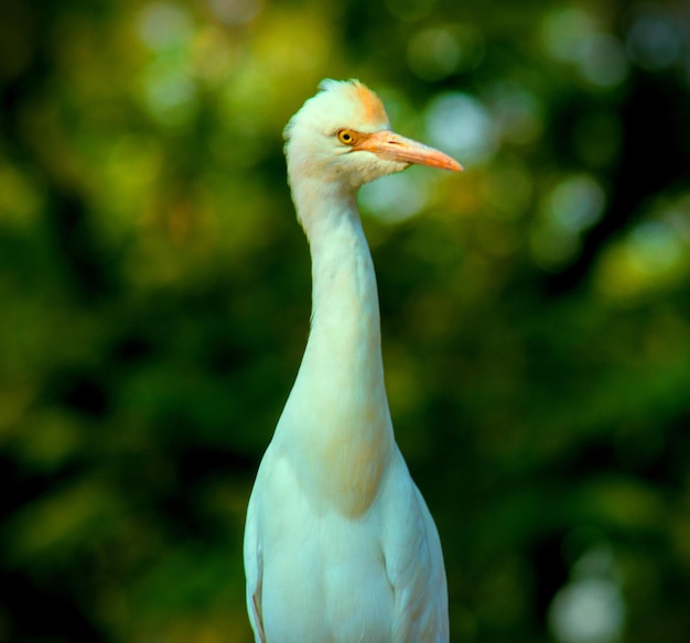 Portret van koereiger