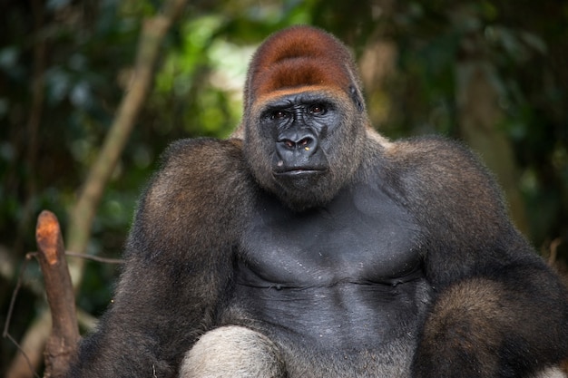 Portret van laaglandgorilla. Republiek Congo.