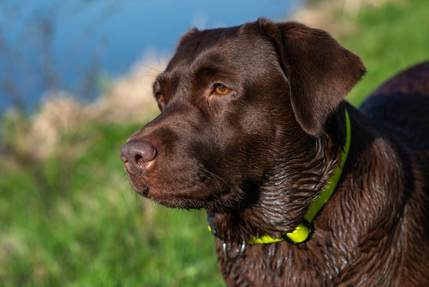 Portret van labrador retriever-close-up over het groene gras openlucht