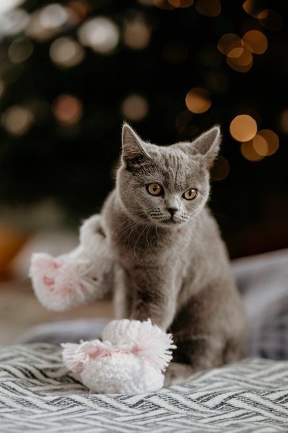 Foto portret van leuk brits katje met babysokjes in de winter