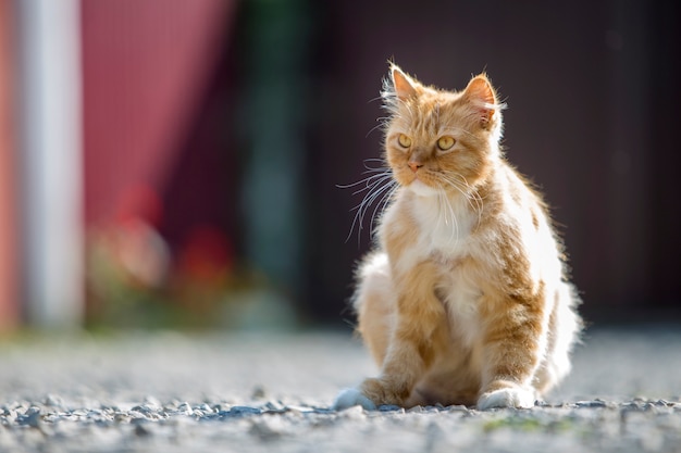 Portret van leuke aanbiddelijke gember oranje jonge grote kat met gouden gele ogen die in openlucht bij het kleine kiezelstenen stellen zitten