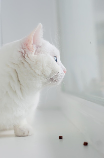 Portret van leuke Turkse angora kat