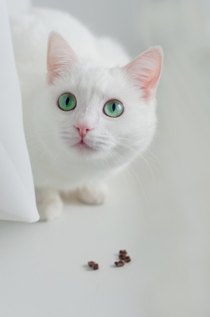 Portret van leuke Turkse angora kat