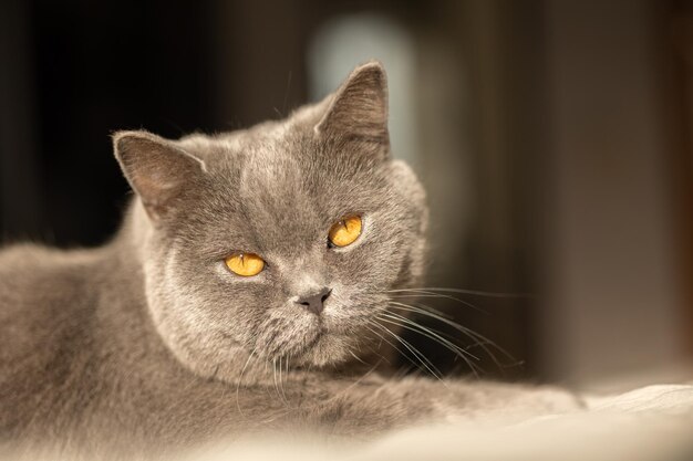 Portret van liggende grijze kat met oranje ogen close-up Britse blauwe korthaar kat Selectieve focus