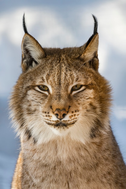 Foto portret van lynx op een achtergrond van sneeuw in de natuurlijke omgeving