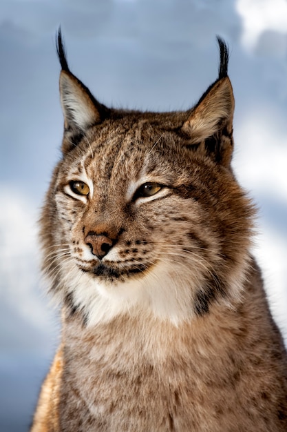 Foto portret van lynx op een achtergrond van sneeuw in de natuurlijke omgeving