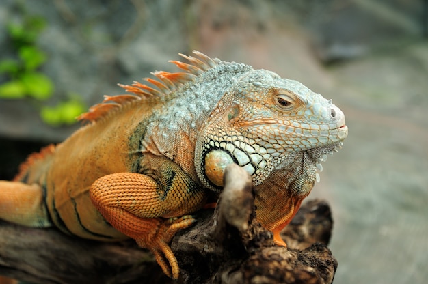 Portret van macro-opname op het hoofd van de leguaan