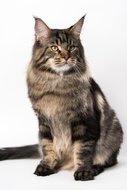 Portret van makreel tabby American Longhair Cat zittend op een witte achtergrond Studio shot