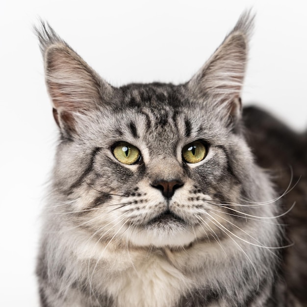 Portret van makreel tabby Maine Coon kat op witte achtergrond Studio shot van moe binnenlandse kat