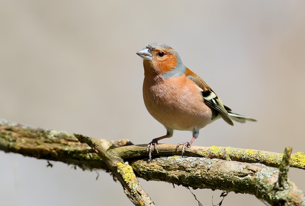 Portret van mannelijke vink in ochtendlicht